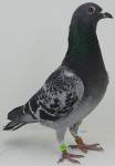 MG_4178.JPG-GB23N01285-BC-H-AHS HEN