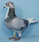 MG_4555.JPG-GB23N01204-Blue-Bar-Pied