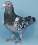 MG_4557.JPG-GB23N01202-Blue-Chec-Cock