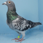 MG_4558.JPG-GB23N01291-Blue-Chec-Hen