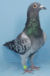 MG_4559.JPG-GB23N01291-Blue-Chec-Hen